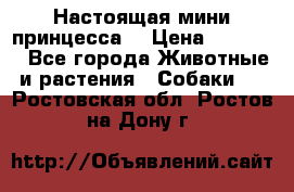 Настоящая мини принцесса  › Цена ­ 25 000 - Все города Животные и растения » Собаки   . Ростовская обл.,Ростов-на-Дону г.